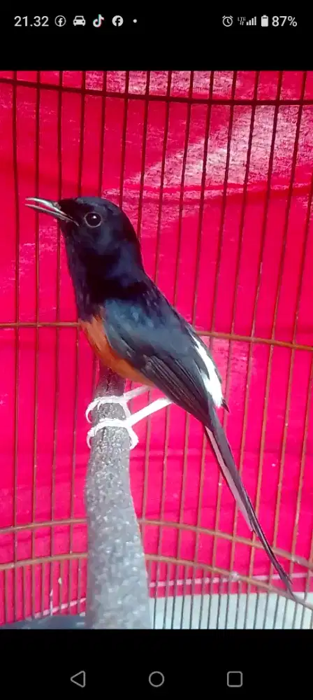 Muray hutan prospek gantang