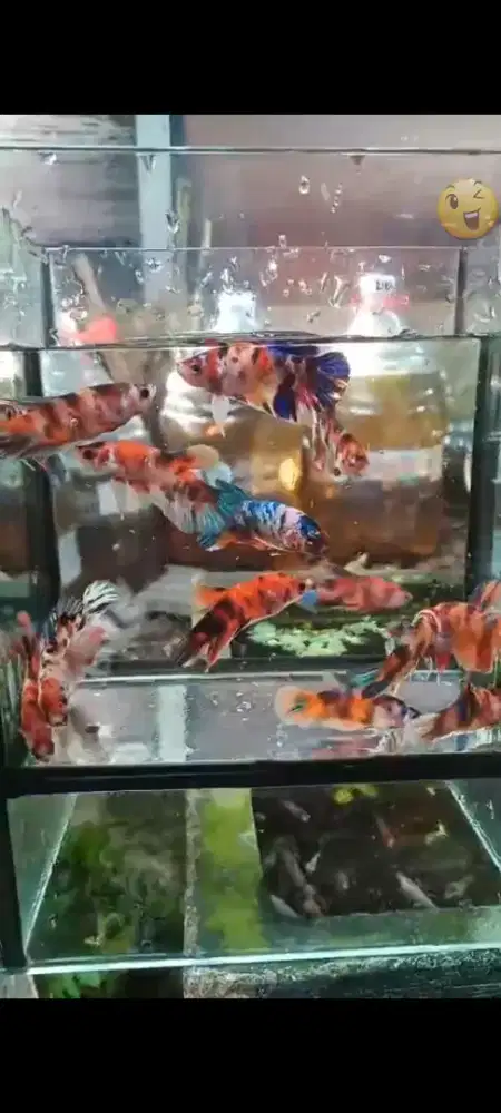 Jual ikan cupang plakat multicolor