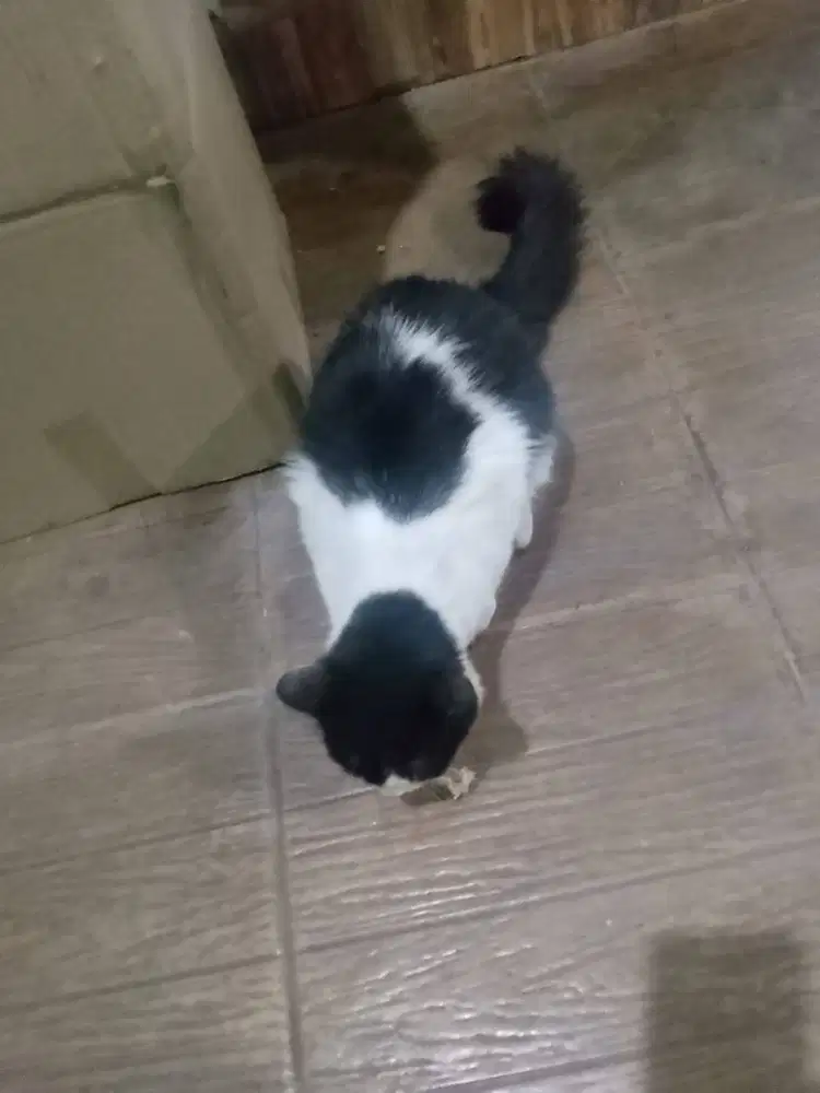 Kucing Anggora Hitam Putih