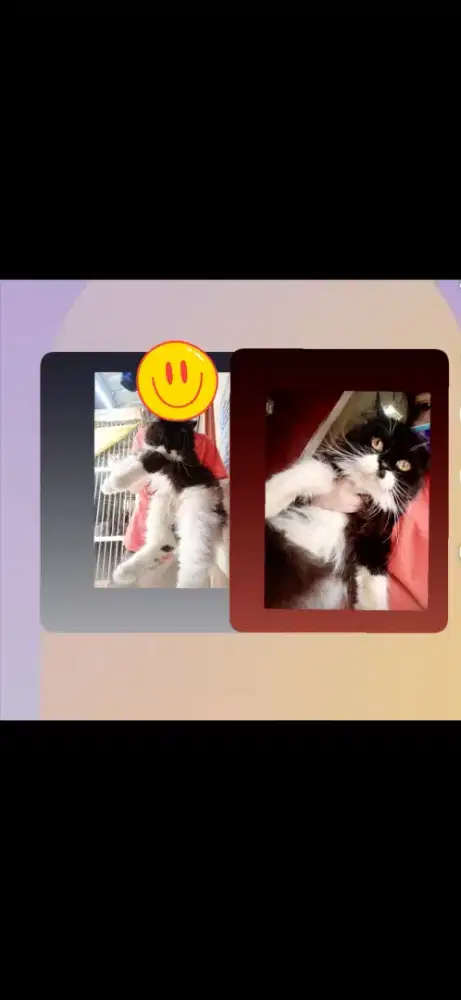 Kucing Persia jantan