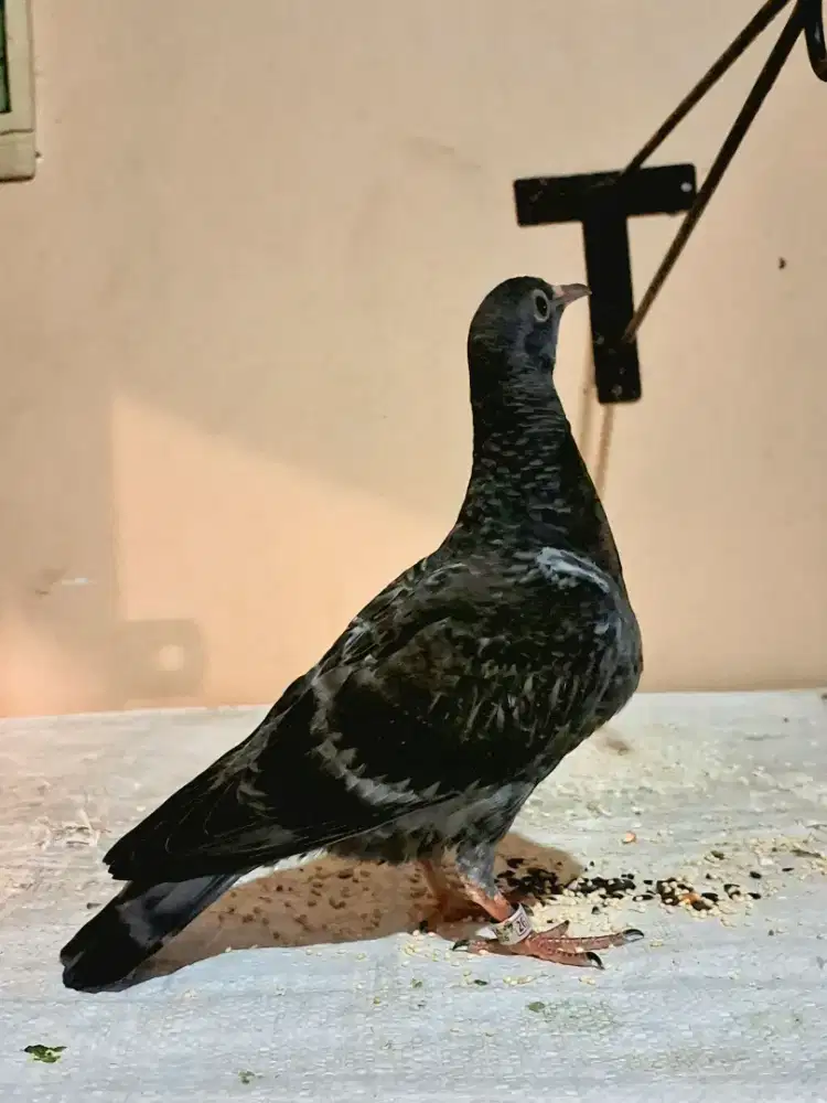 Merpati Tinggian/Kolong Masih Piyik Jantan