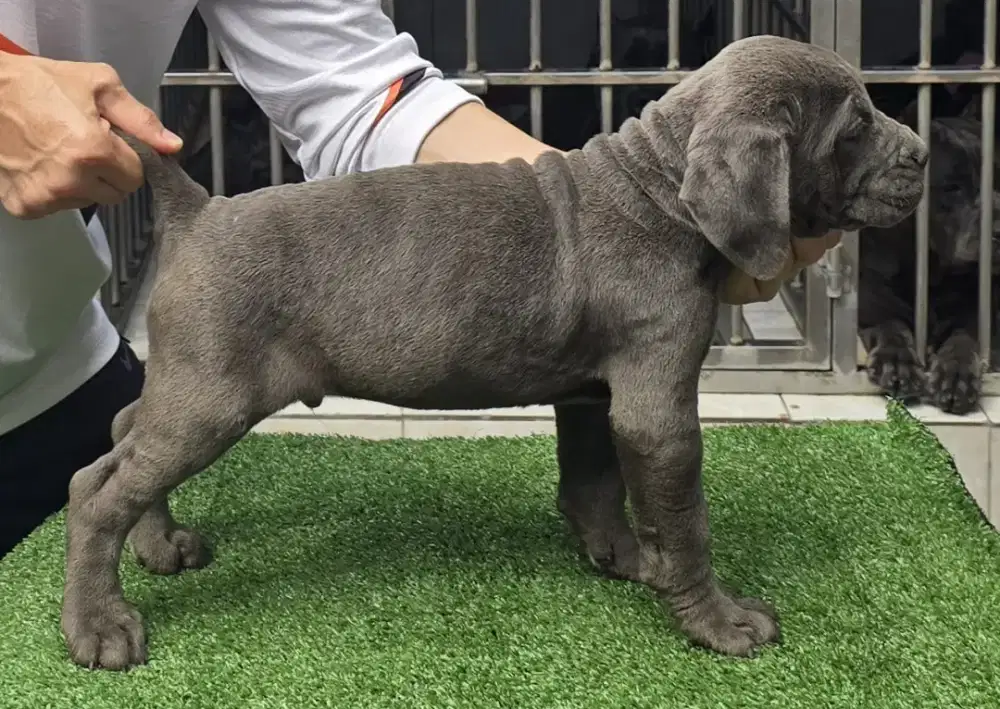 CANE CORSO DOGY