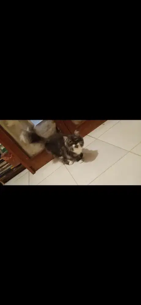 Kucing Persia jantan longhair