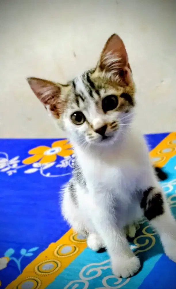 Kitten Khoa manee mix Anggora
