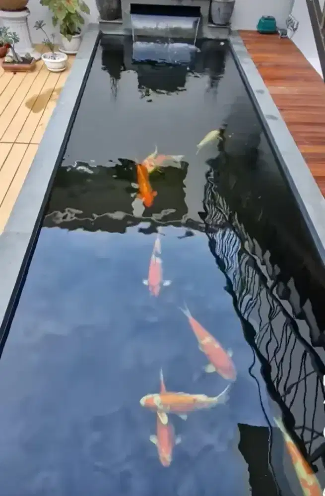 Kolam koi indah sederhana minimalis