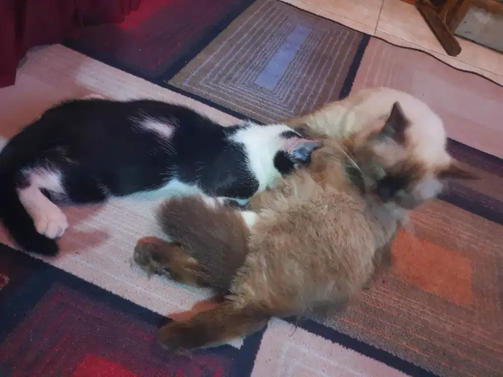 kucing MIXDOME GERATIS