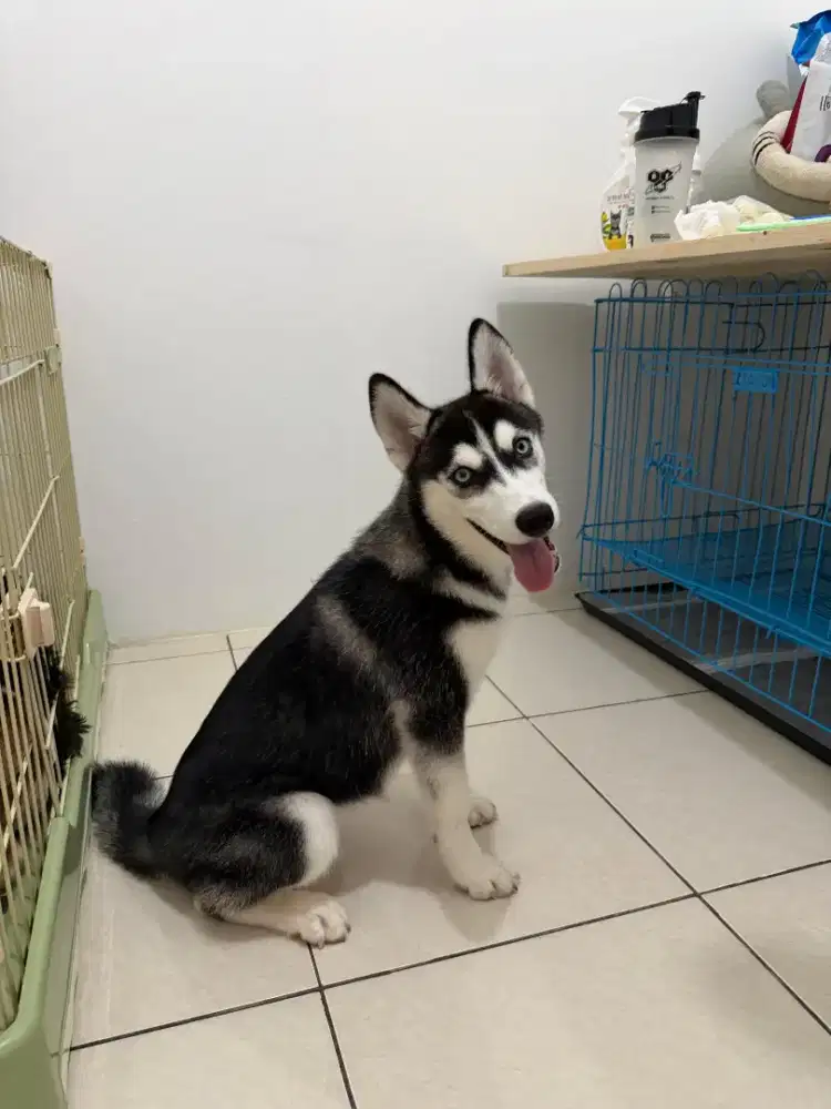 Anjing Husky Blue eyes