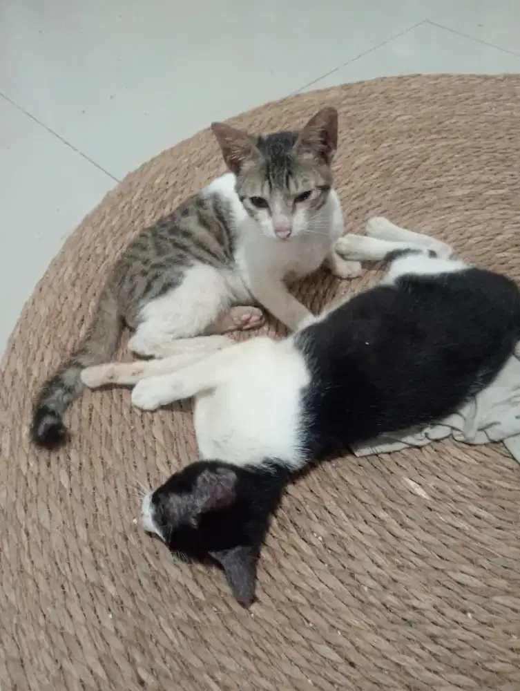 dikasih gratis 2 kucing bawa hoki