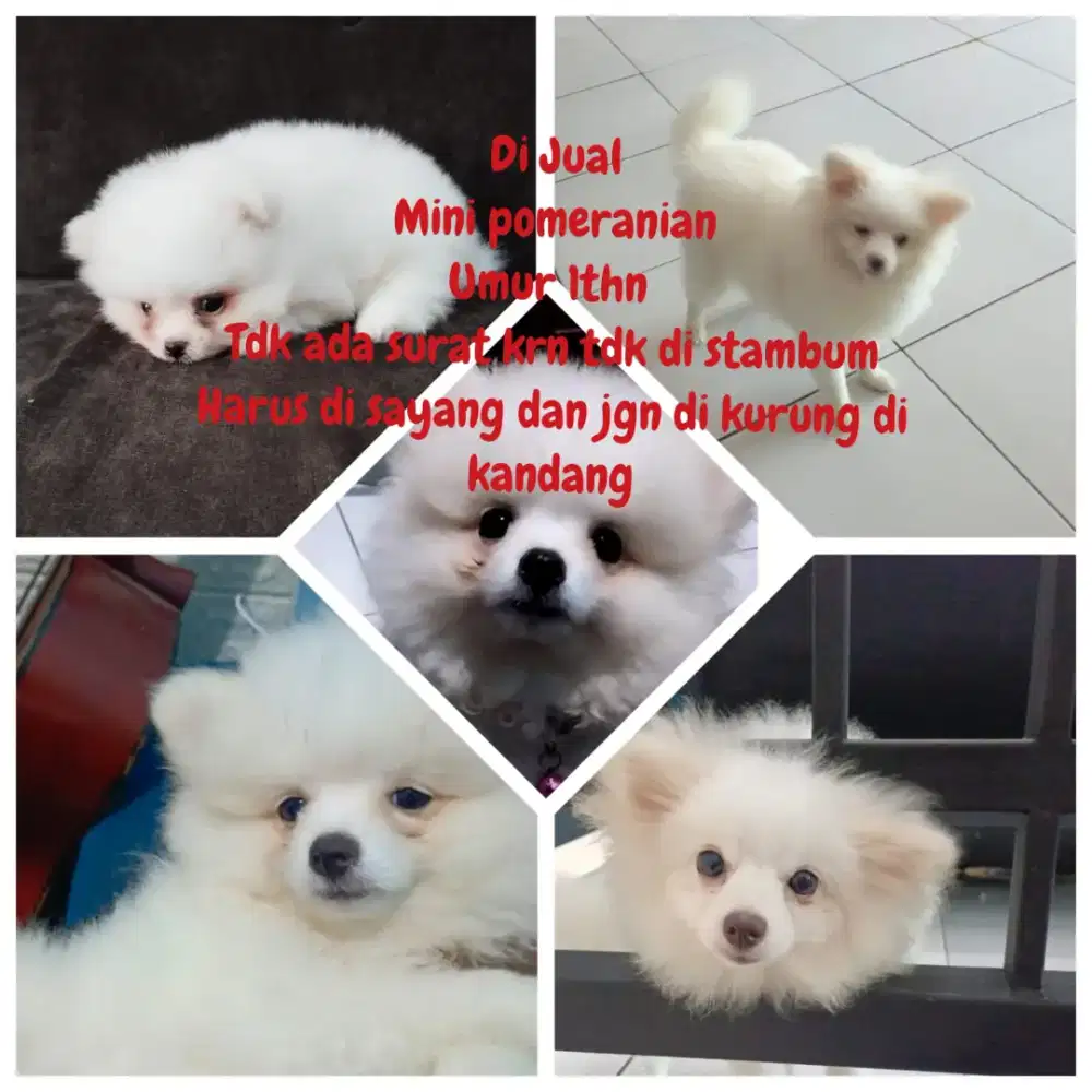 Anjing minipom asli warna putih