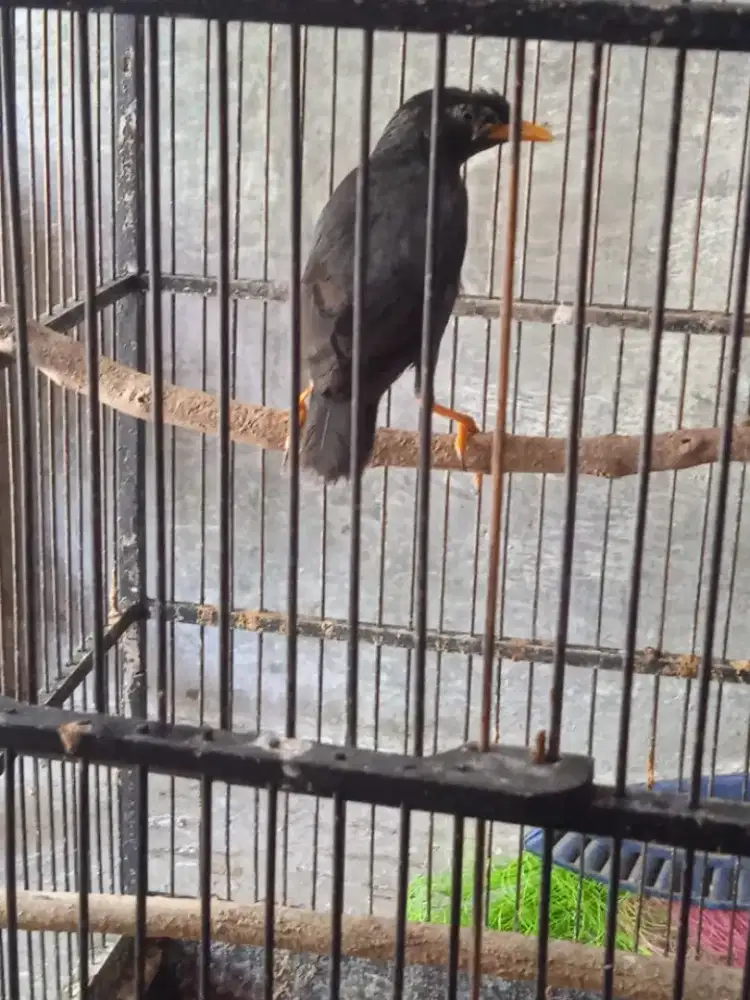 Anakan hutan Jalak kebo rajin bunyi jantan