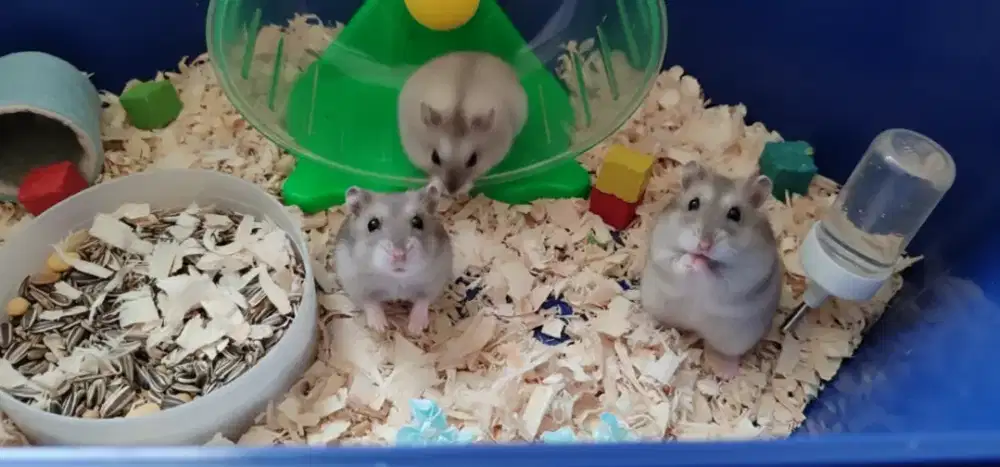 Hamster winter white