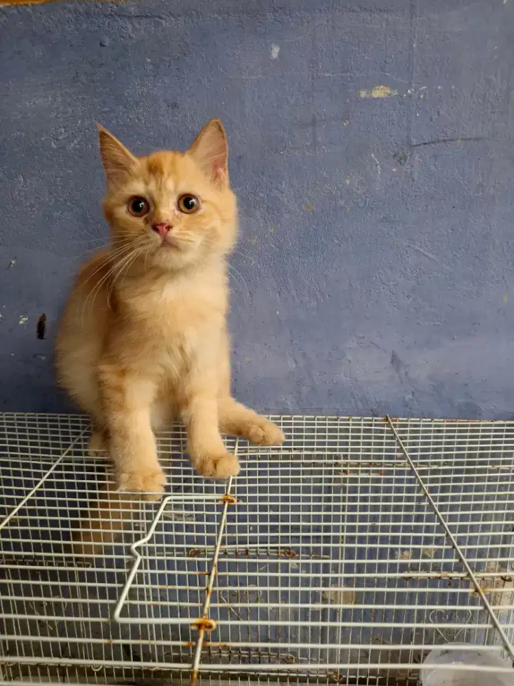 Kitten persia murah