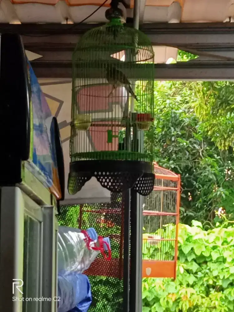 perkutut bangkok gacor bekur2