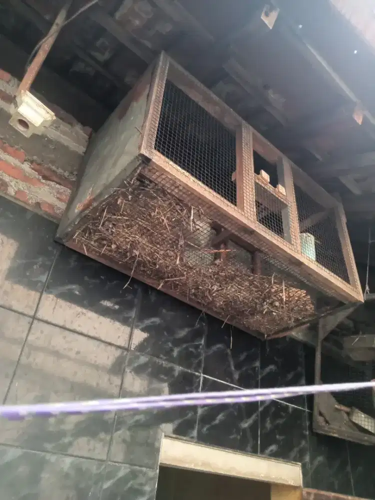 Kandang dari kayu & kawat ram