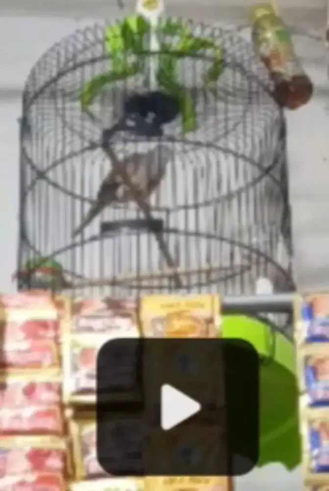 perkutut bangkok gacor bekur2