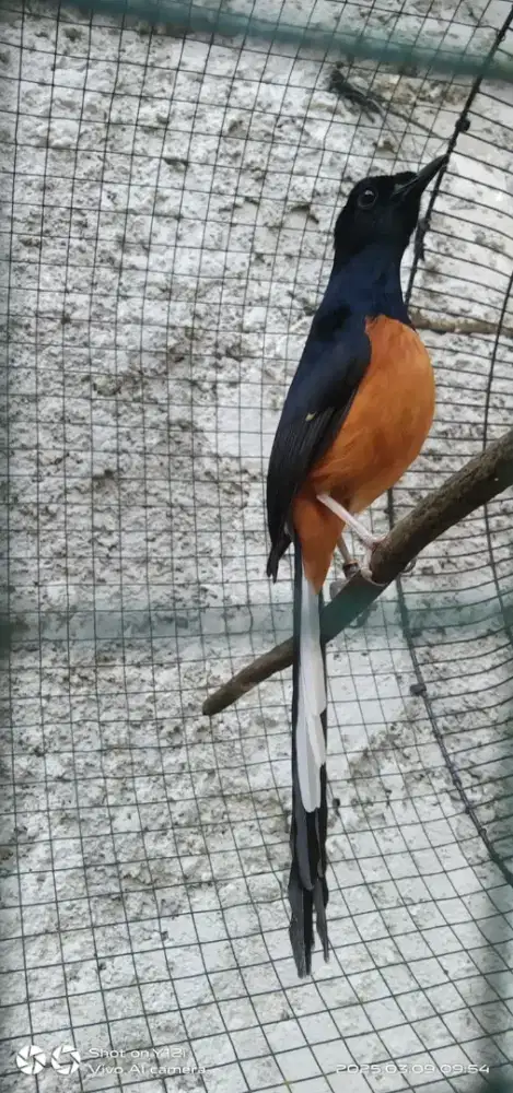 Murai batu exprestasi