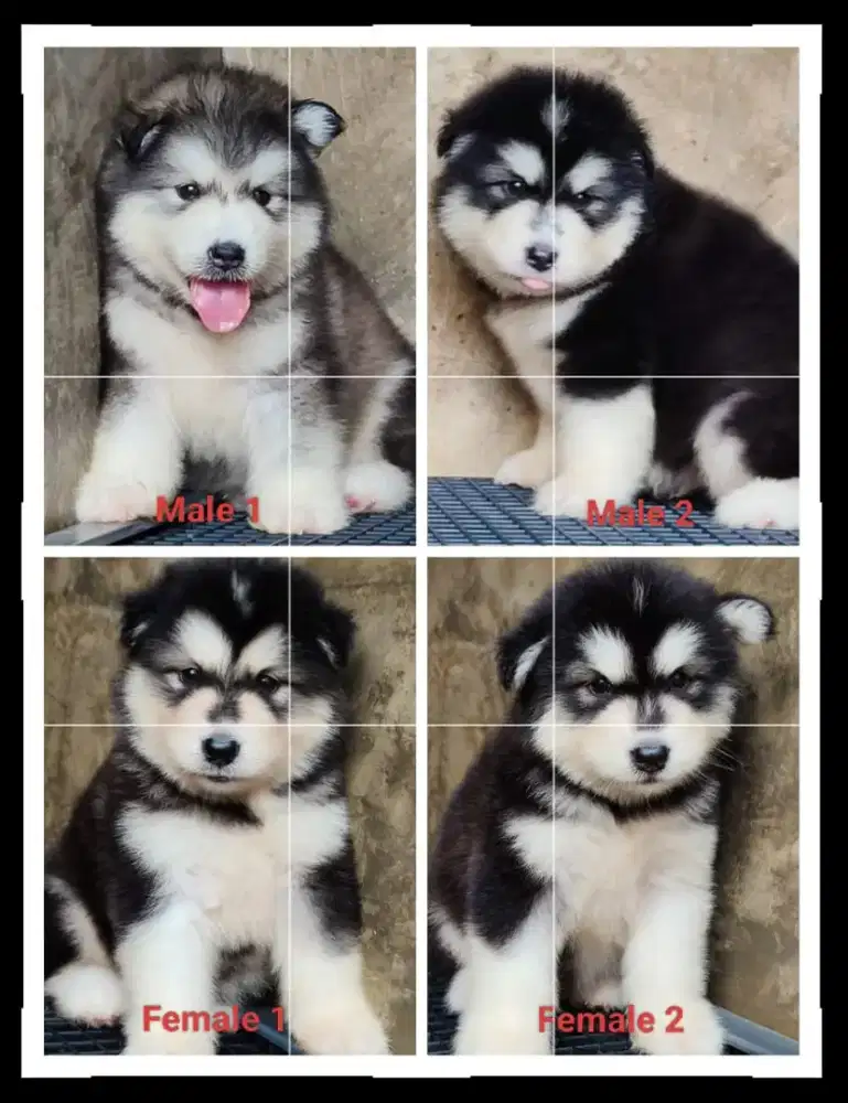 Anakan malmute jantan dan betina