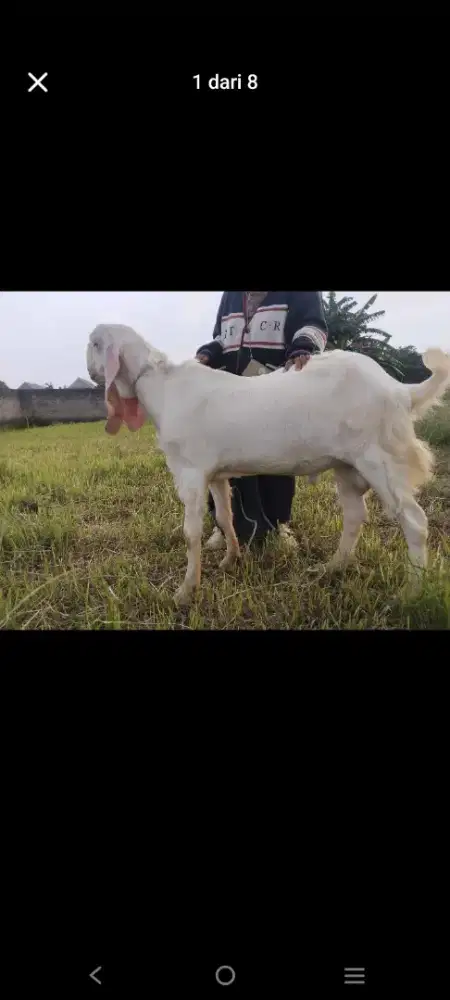 Kambing Senduro Jantan
