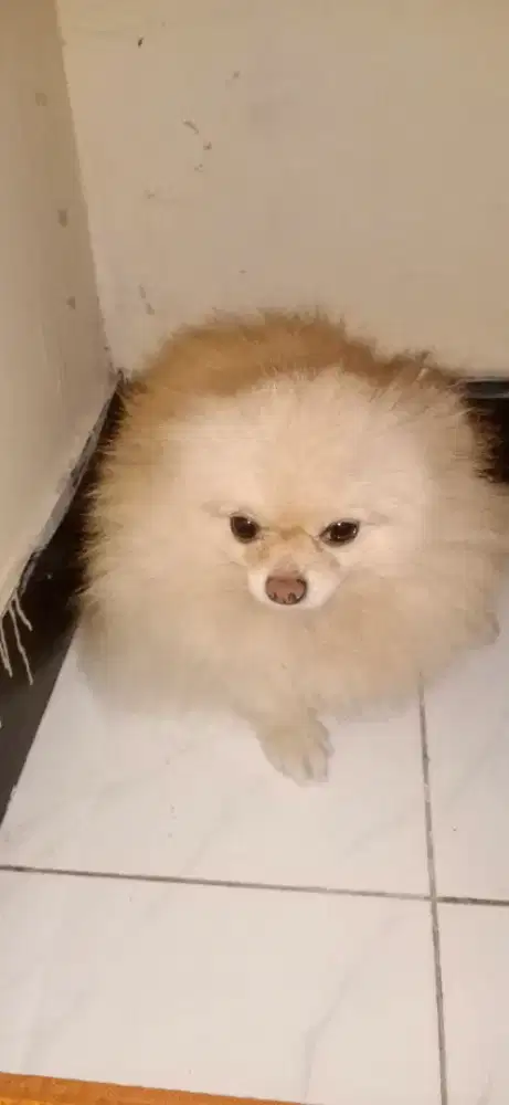 Anjing Minipom Betina