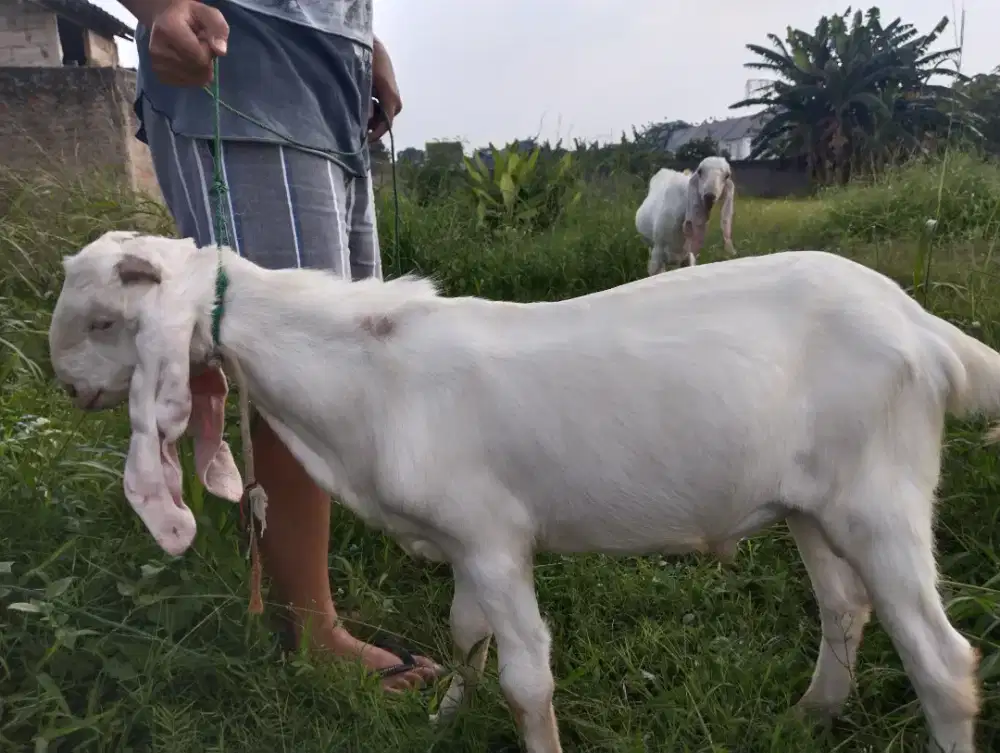 Kambing Senduro Jantan