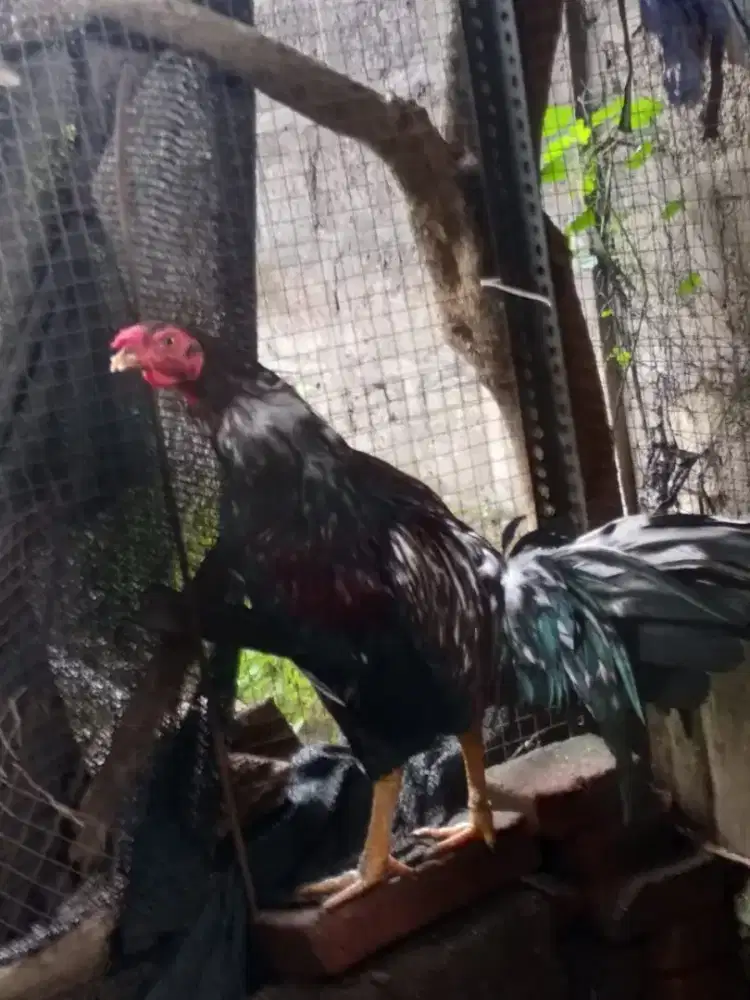 Ayam bk Bangkok Jantan