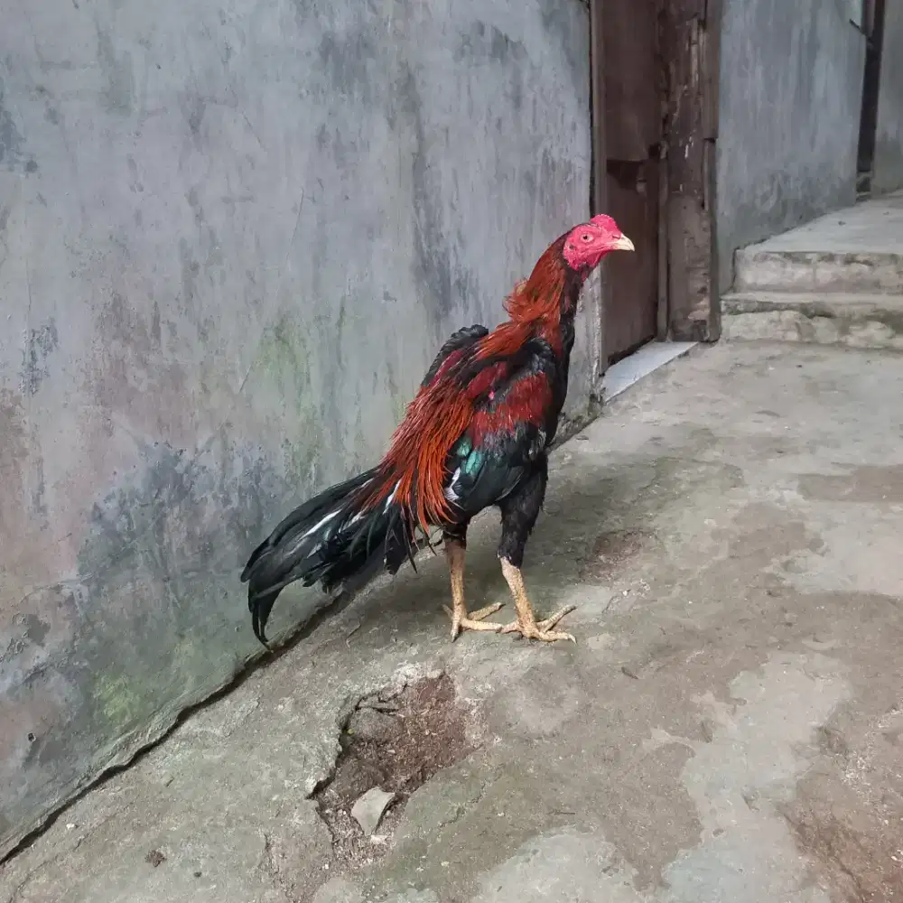 Jual ayam bangkok bahan msih muda