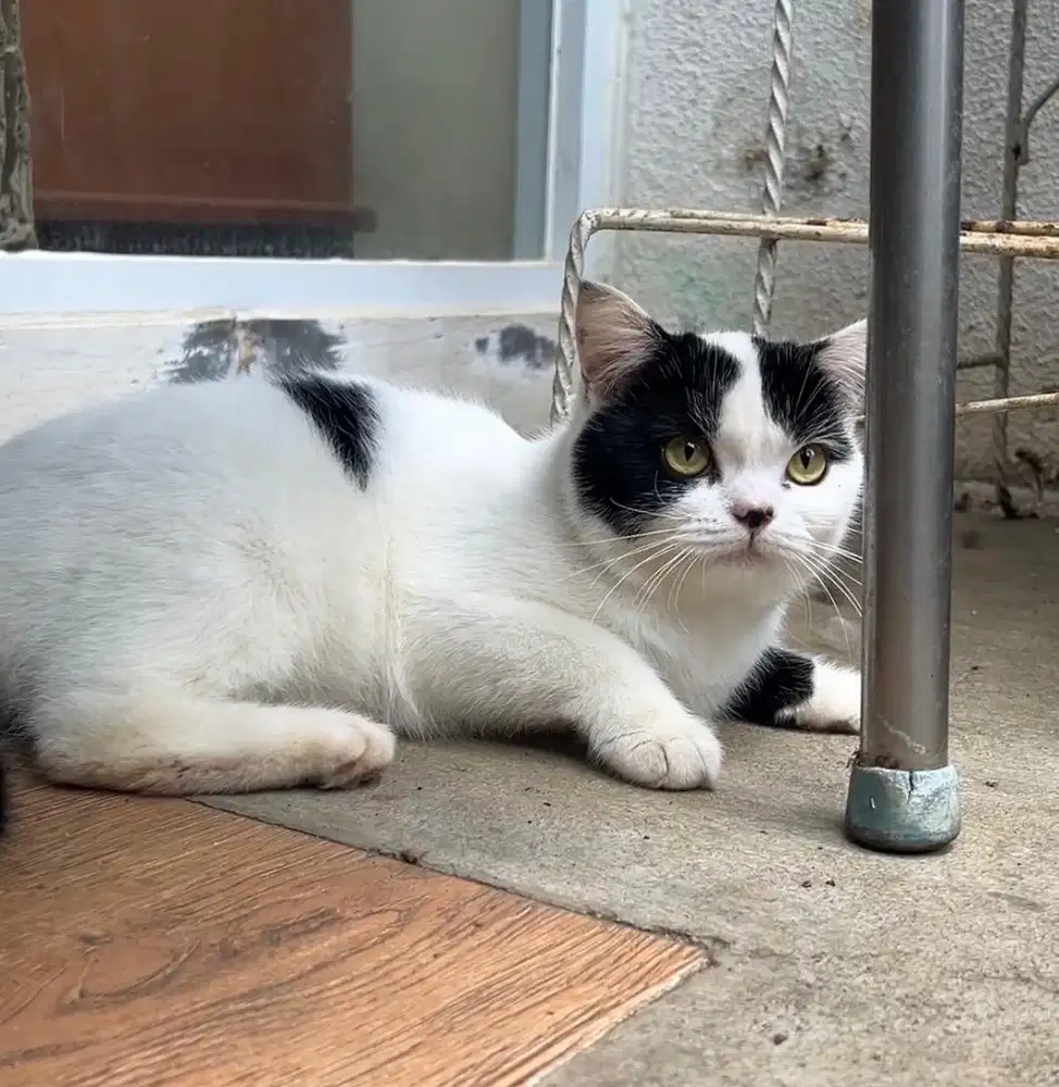 Bsh british shorthair bicolor white black female betina 9BLN sapi cat