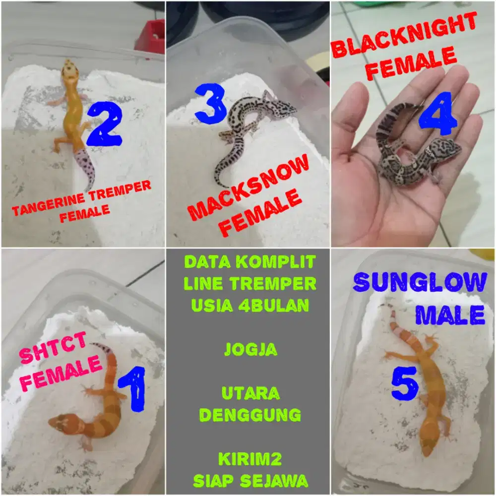 Leopard gecko remaja