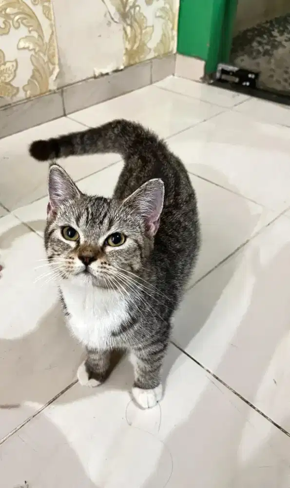 Kitten Scottish × Bsh