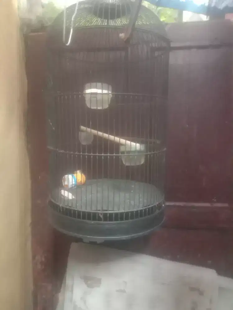 SANGKAR BURUN LOVEBERD KAWAT