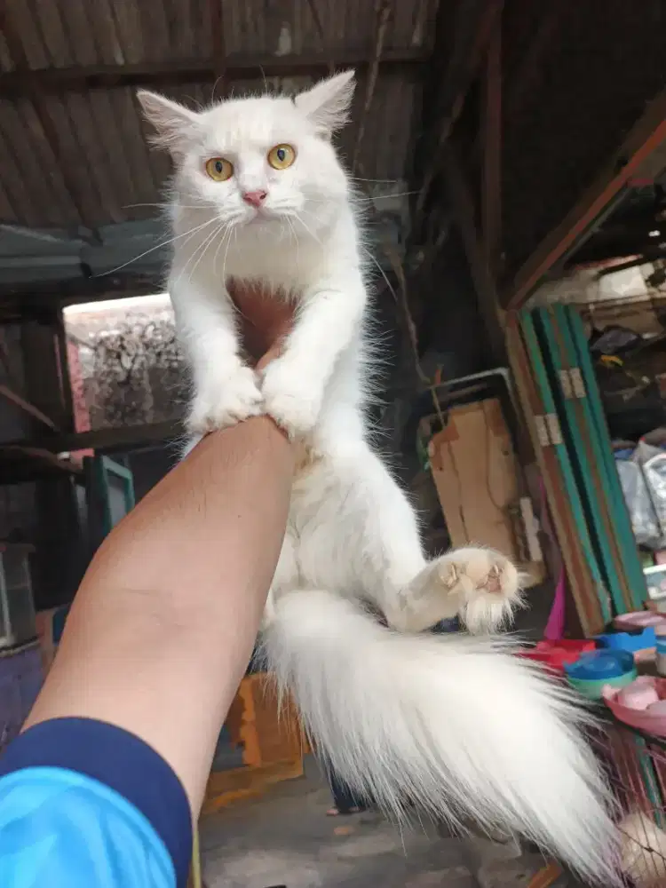 Persia betina 7 bulan