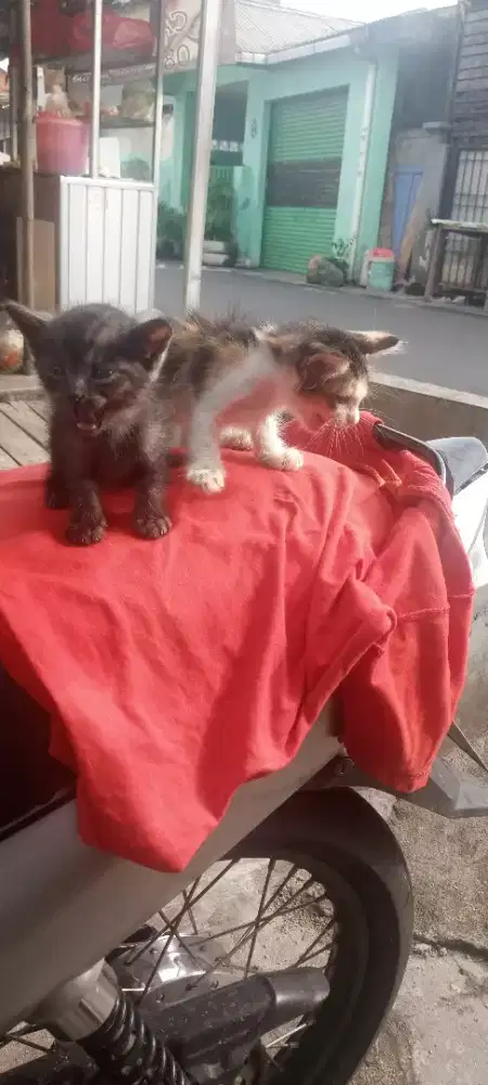 kitten 2 bulan sepasang