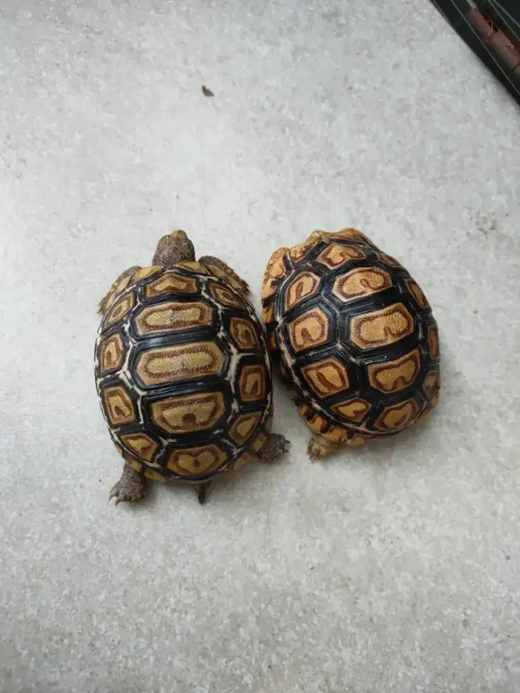 Pardalis Baby 6-6,5cm sehat makan rakus bukan Sulcata