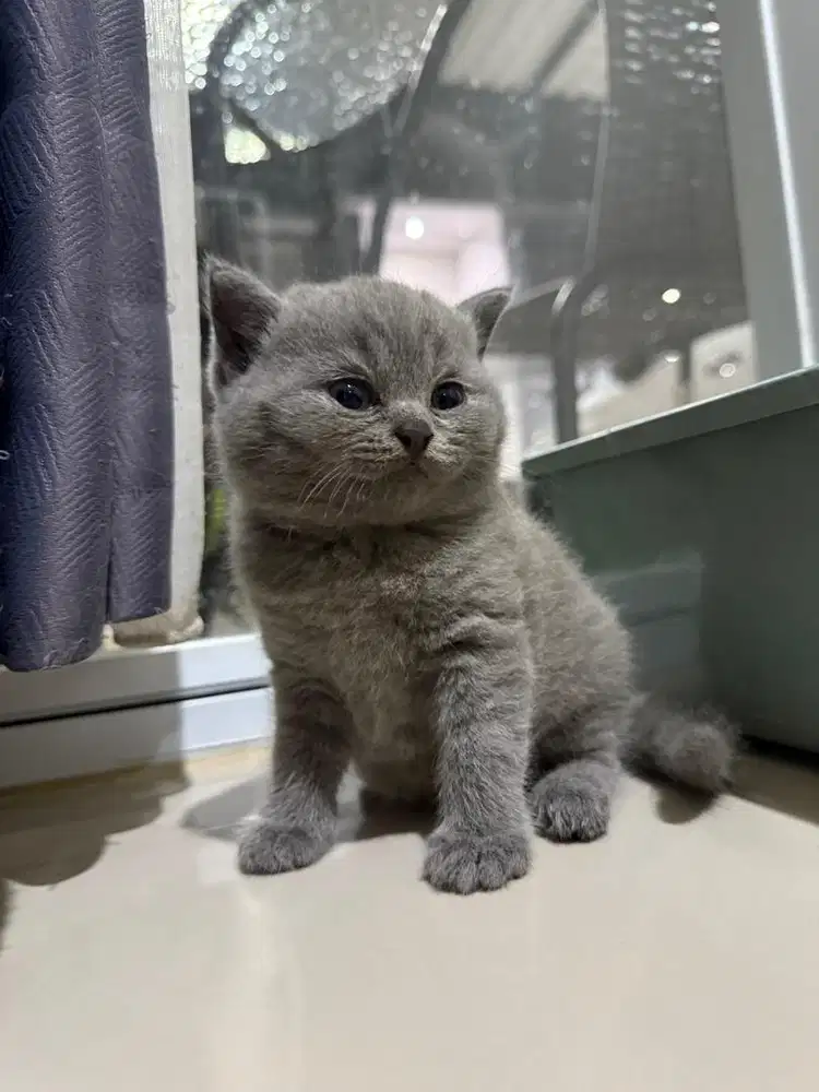 British shorthair