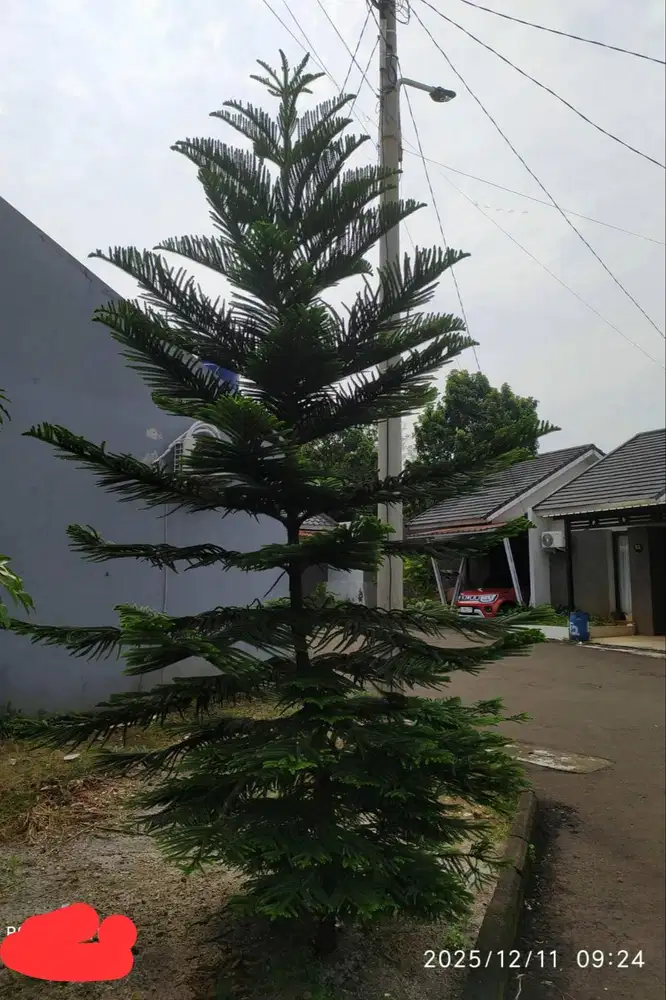 Pohon Cemara Norfolk (tinggi 3 Meter lebih)