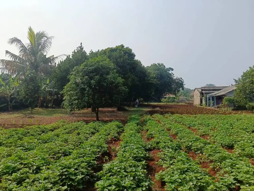 Tanah Kebun Dijual
