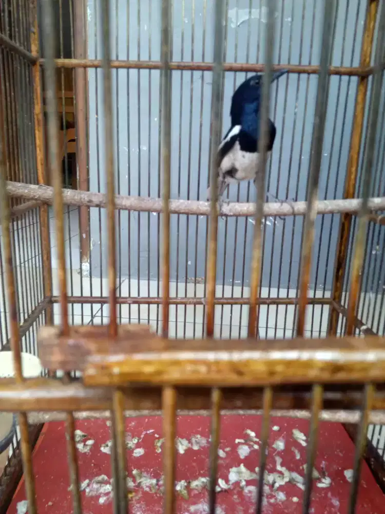 burung kacer ori jabar