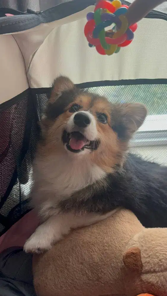 Dijual Anjing Corgi 3 Warna Sangat Murah di Tangerang