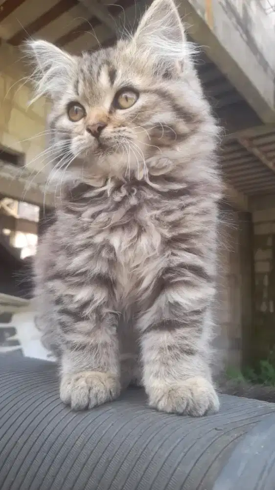 Kitten Jantan 2,5 Bln Mandiri Makan Kering