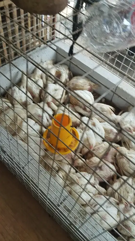 Ayam Ungkep Boiler, kampung, dan ayam potong