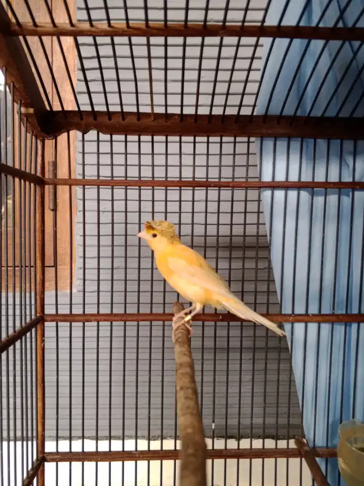 Kenari Gloster Jambul Jantan Sudah nyusun lagu atau wiksar