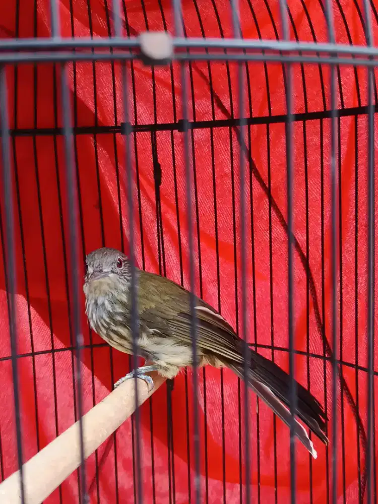 Burung bayeman bunyi