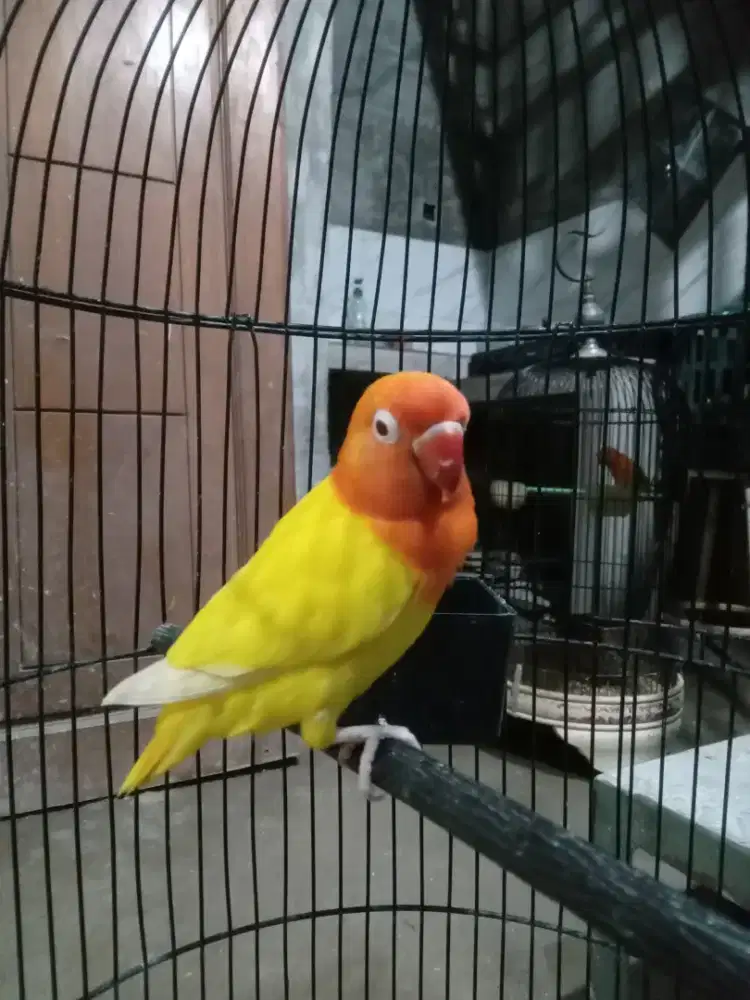 Lovebird biola lutino mm jantan