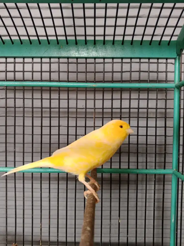 Kenari F1 Gacor Body Bagus