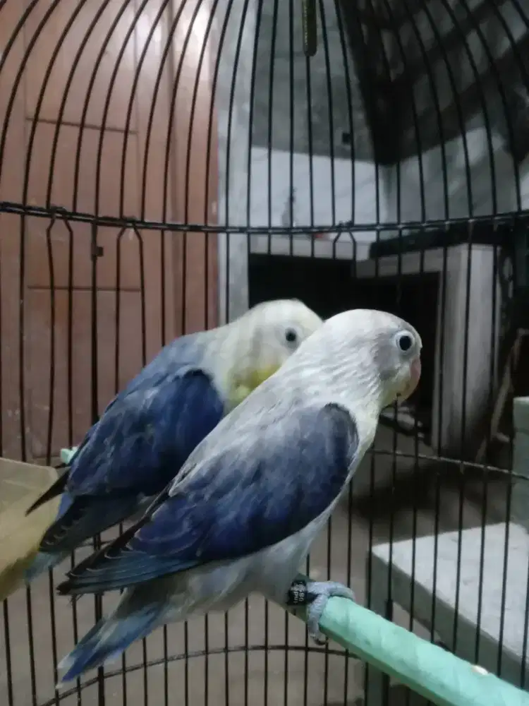 Lovebird bio euwing vio/pf x bio vio /pf