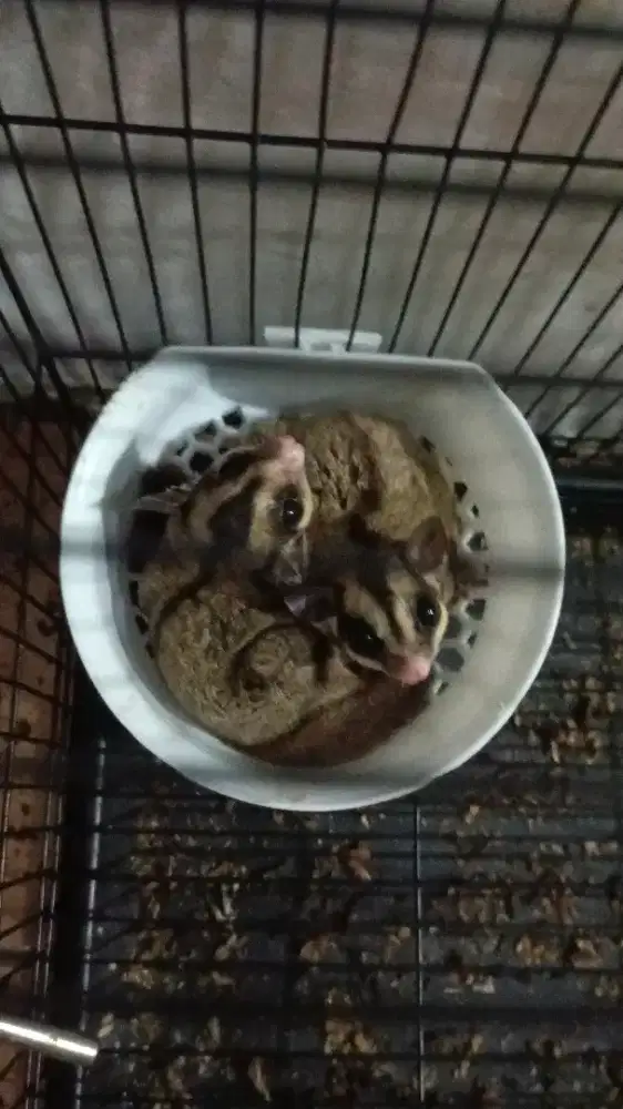 Hewan Peliharaan Sugar Glider