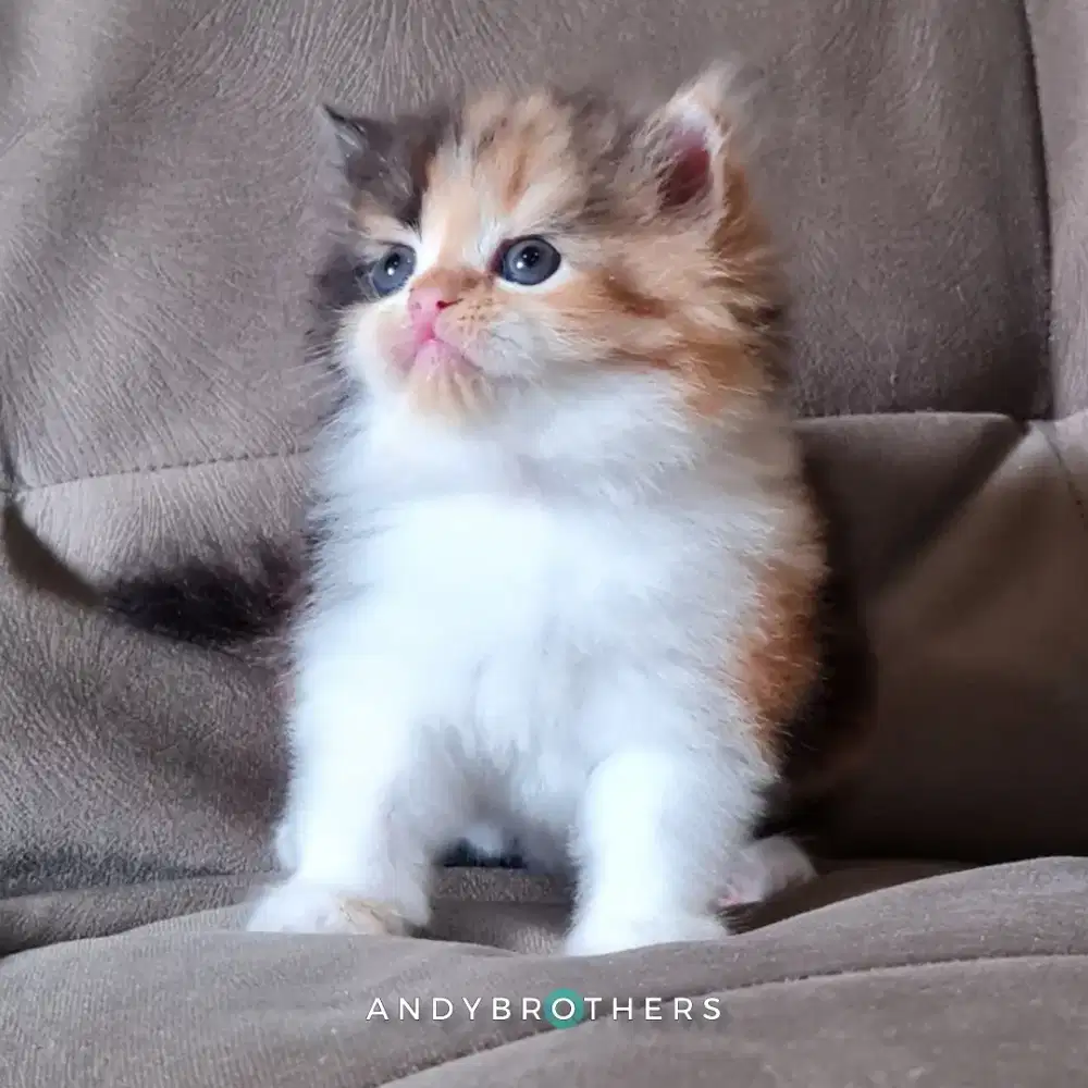 LEPAS ADOPSI Kucing Kitten Persia Flatnose x Peaknose Longhair BETINA