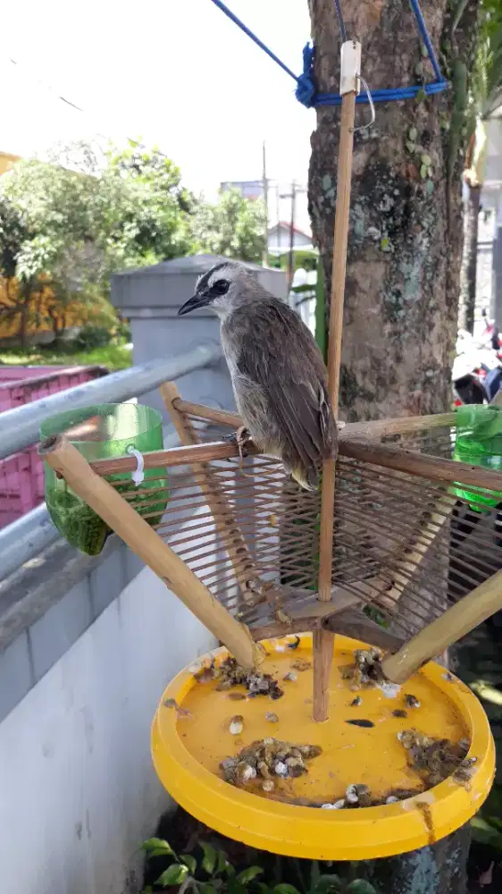 Trucukan jog jog pikat