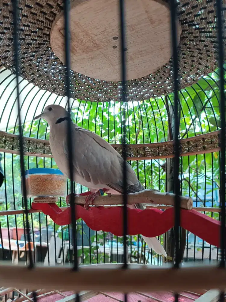 BURUNG PUTER GACOR (tidak termasuk kandang)