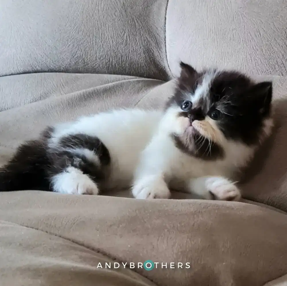 LEPAS ADOPSI Kucing Kitten Persia Flatnose x Peaknose Longhair BETINA